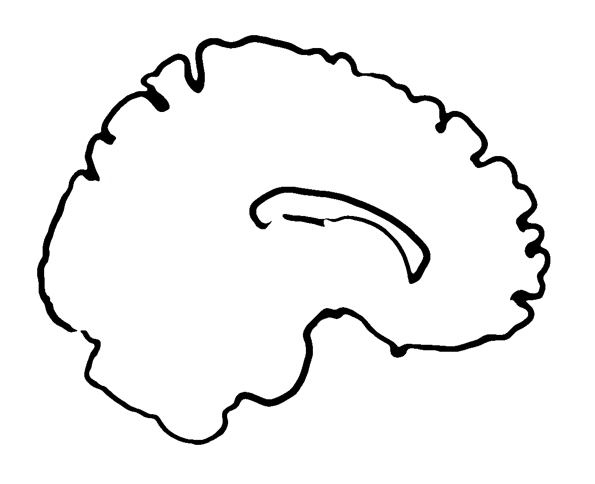 Black line drawing of a sagittal (side-view) brain outline.