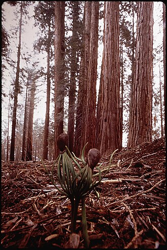SEEDLINGS - NARA - 542574
